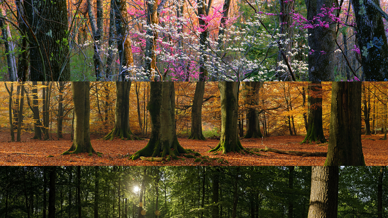 Desktop Fun Forests panoramic theme for Windows 8RT Dual Monitor