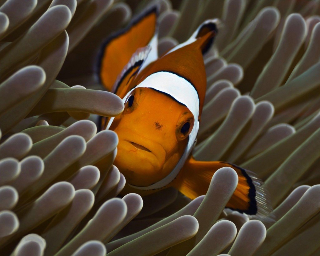 Coral Reefs Animals Reef Clownfish Kingdom Jpg