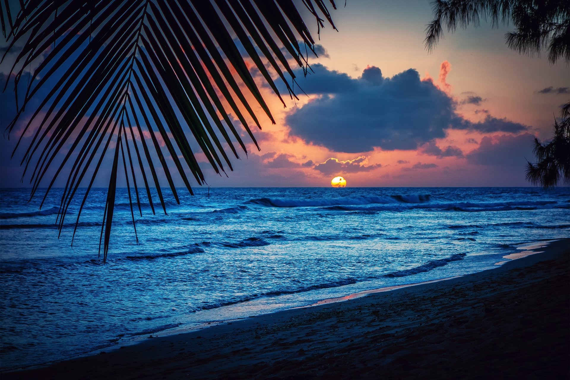 Palm Amazing Barbados Display Trees Sky Silhouette Sunset