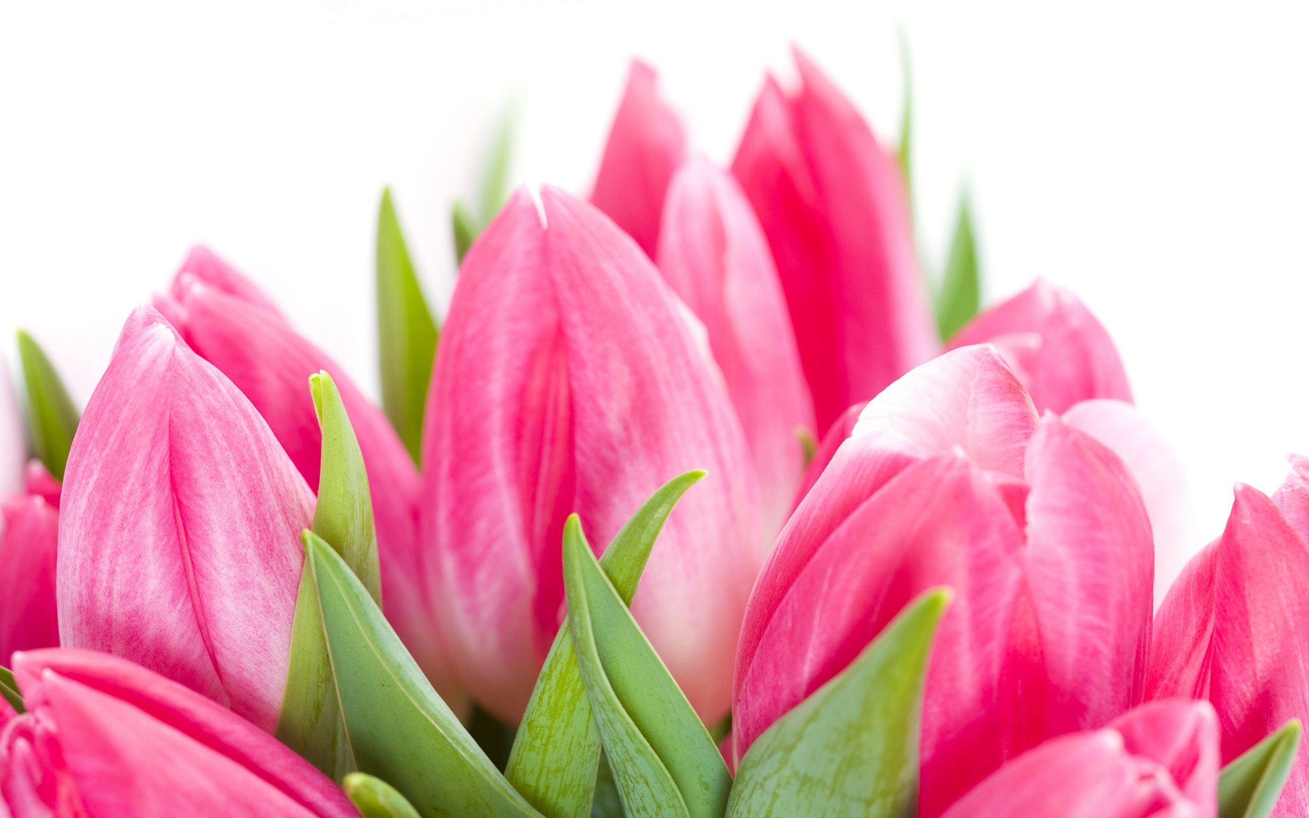 Pink Tulip Flower Photography Wallpaper For Beautiful Desktop