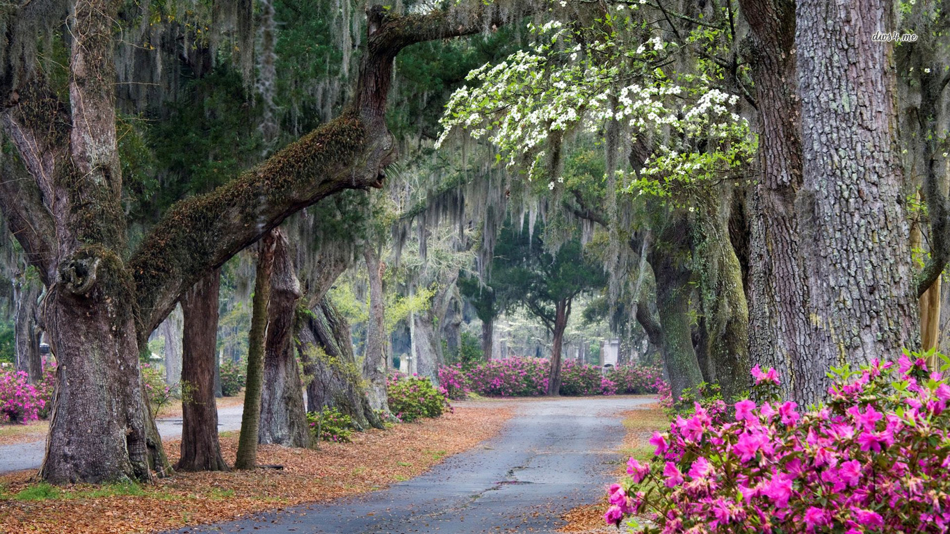 In Savannah Georgia Wallpaper Beautiful Park