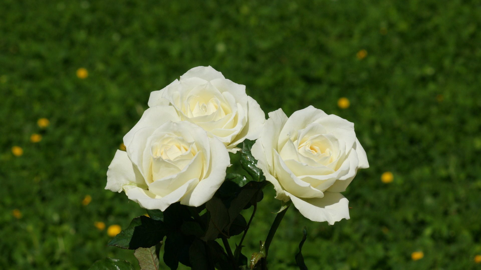Beautiful White Rose Wallpaper