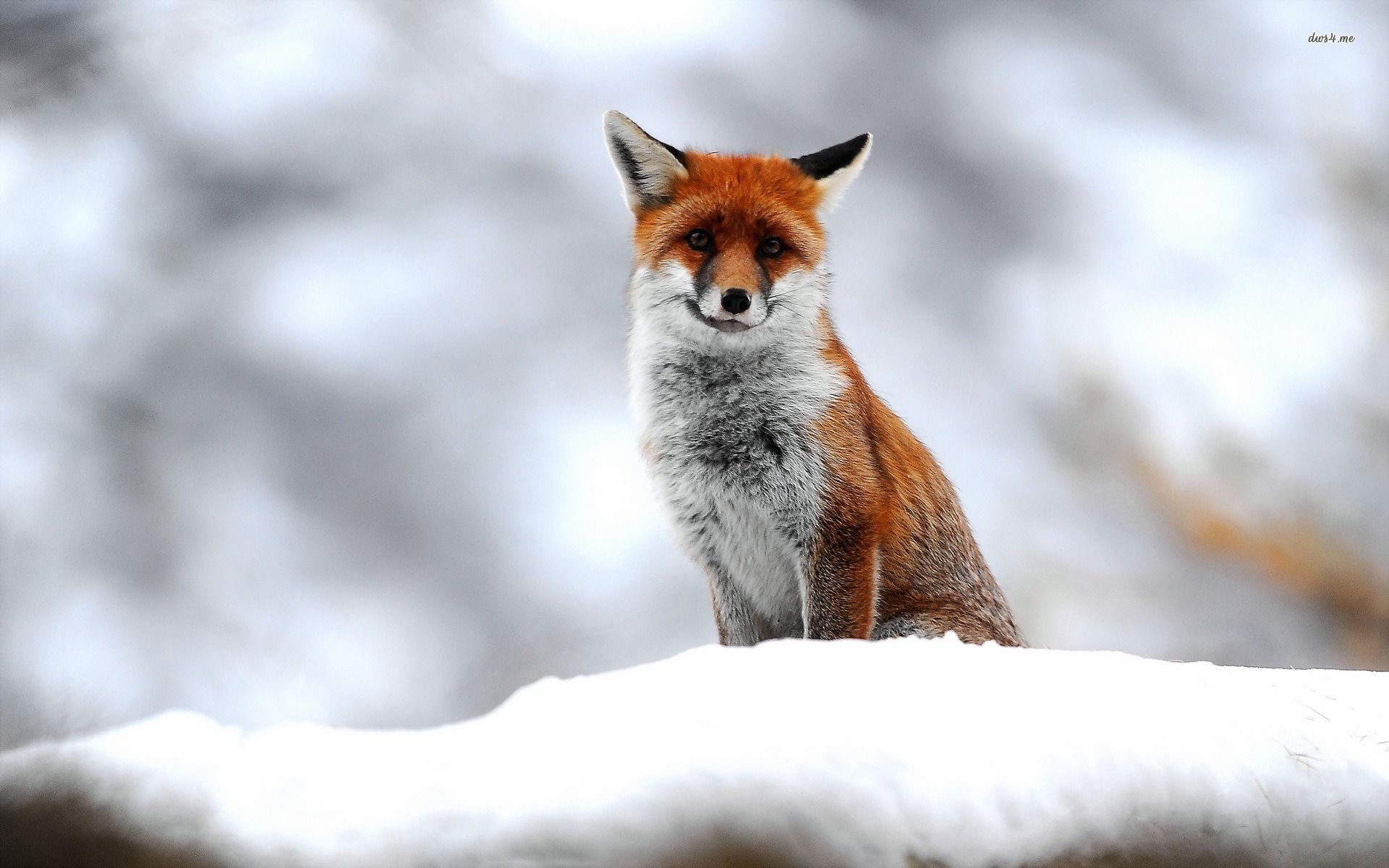 Cute Fox Wallpaper Animal