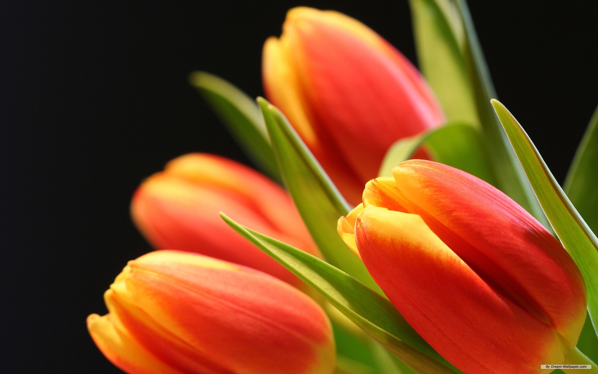 Wallpaper Flower Tulip