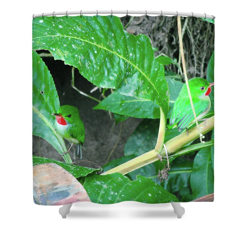 Jamaican Toadies Shower Curtain For Sale By Carey Chen