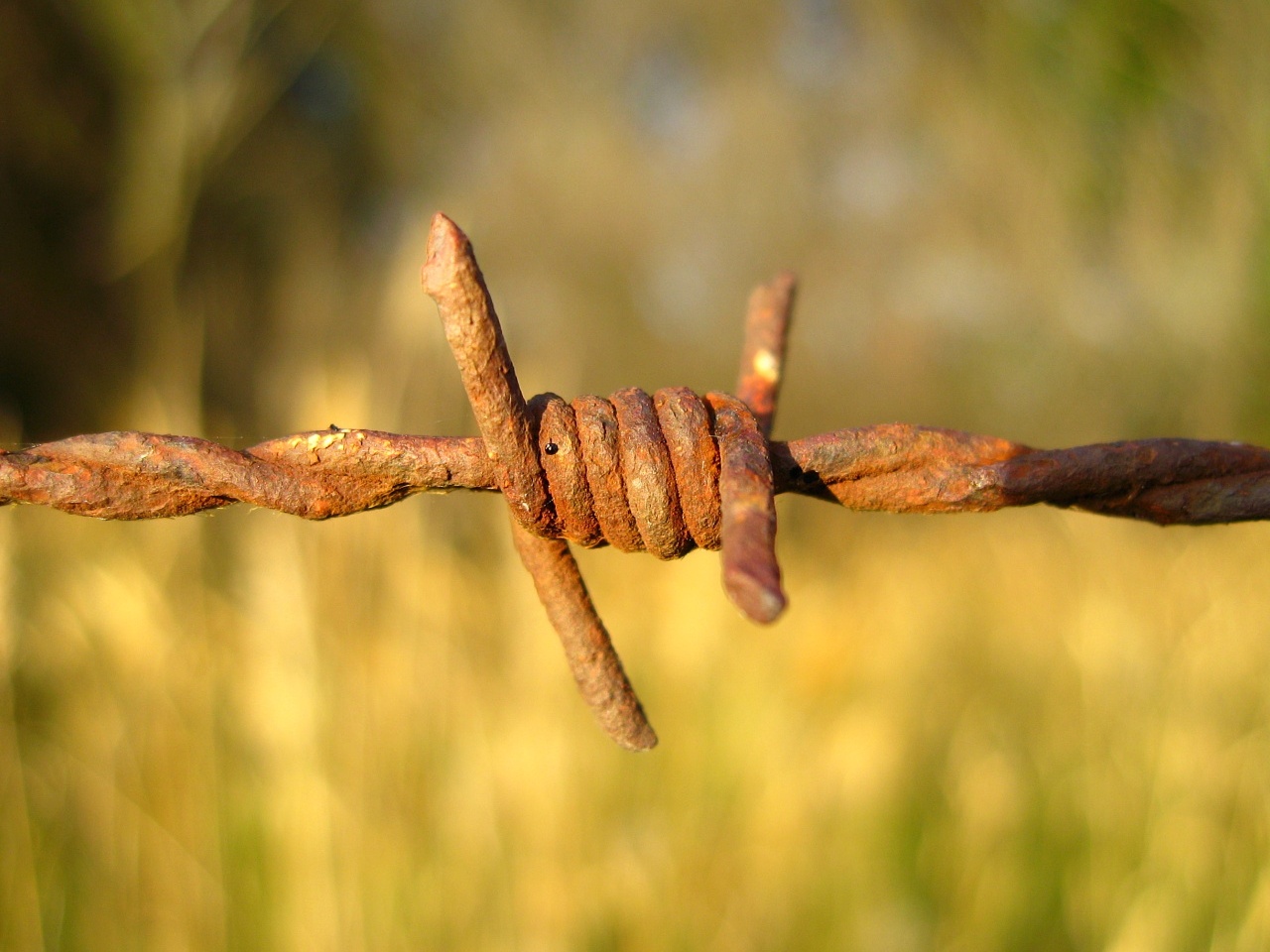 Barbed Wire Wallpaper