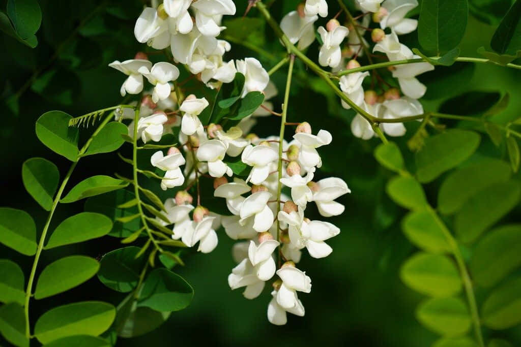 Black Locust Wallpaper