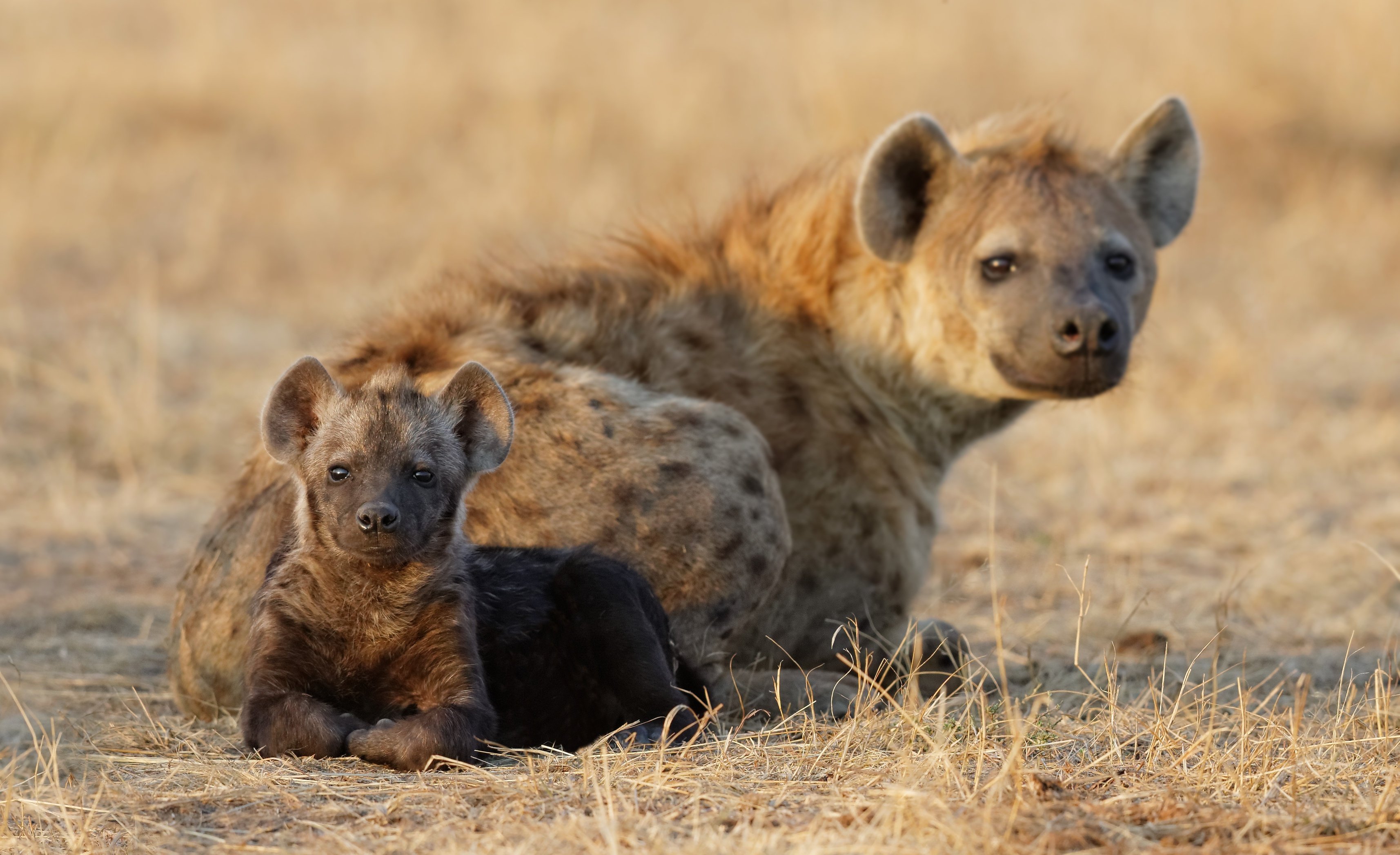 Hyena Cub Two Animals Baby Wallpaper HD Desktop And Mobile