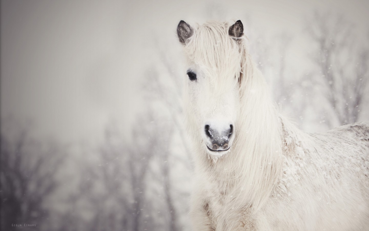 Dashing Through The Snow Horses Photo