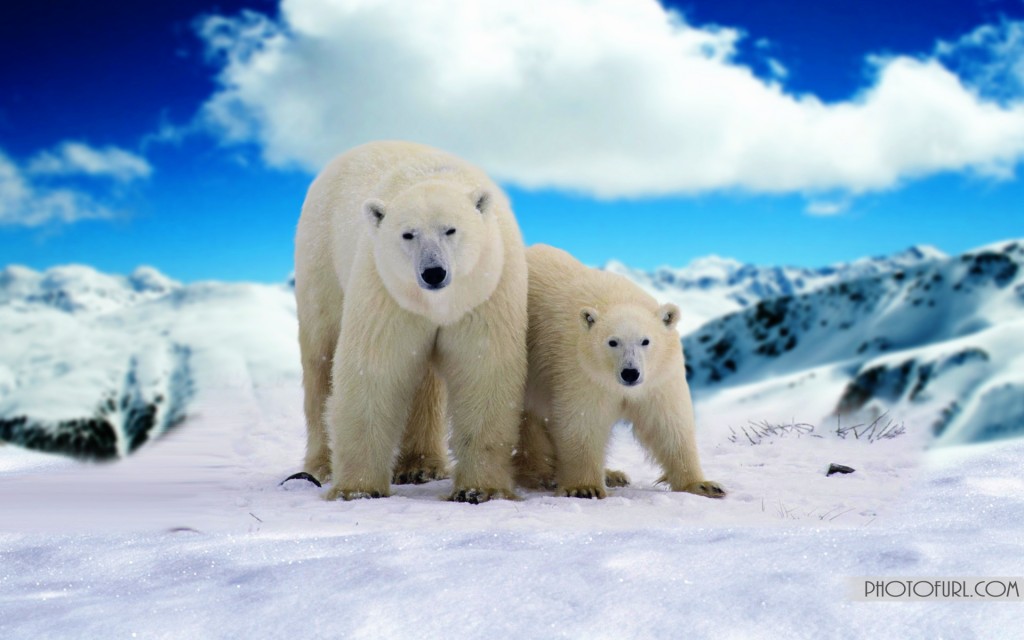 Christmas Polar Bear Wallpaper Family