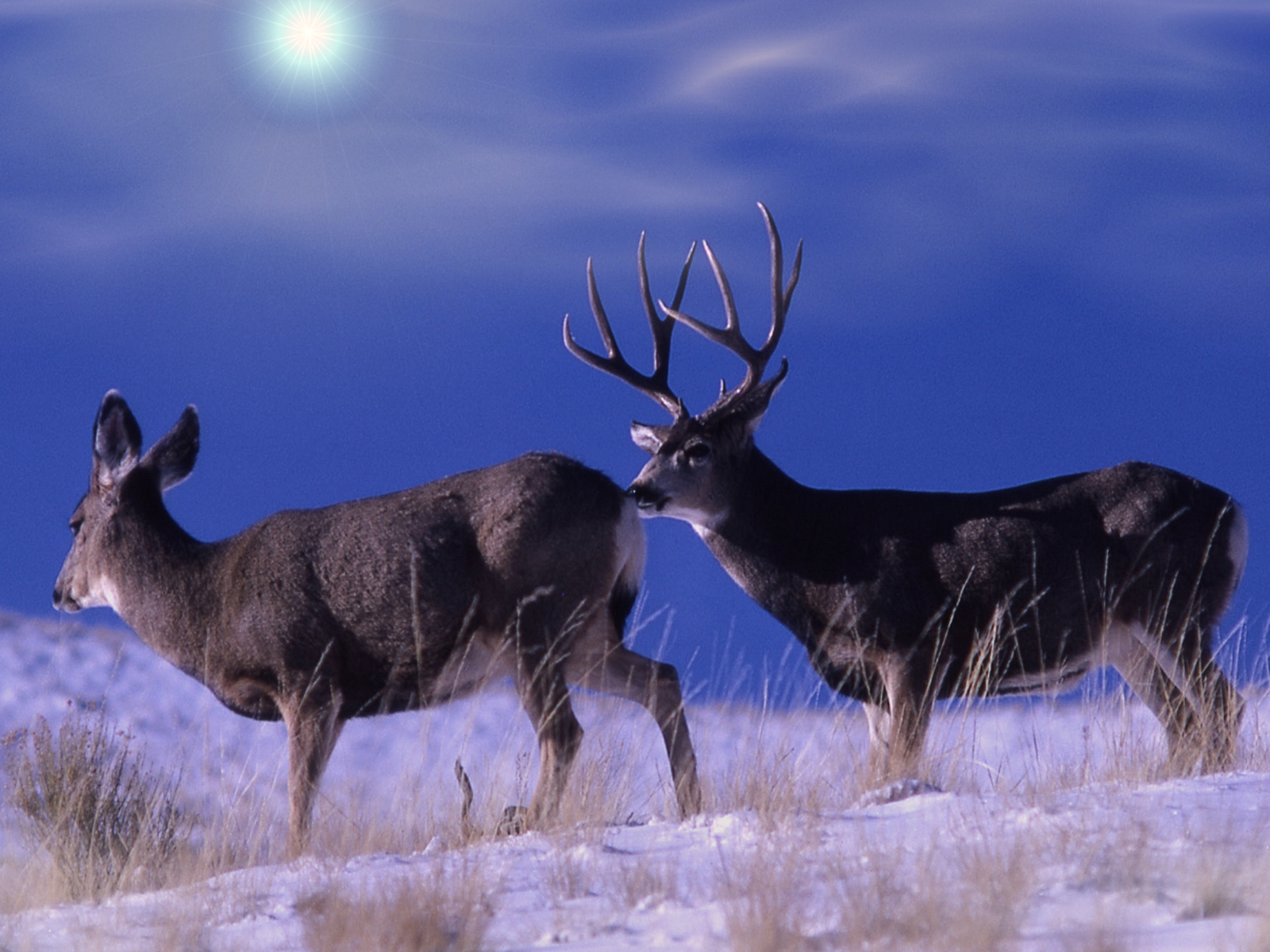John Deere Wallpaper Deer For Computer Pictures