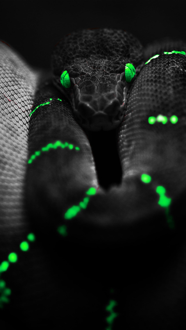 Green and black snake iPhone 5 wallpapers Top iPhone 5 Wallpapers