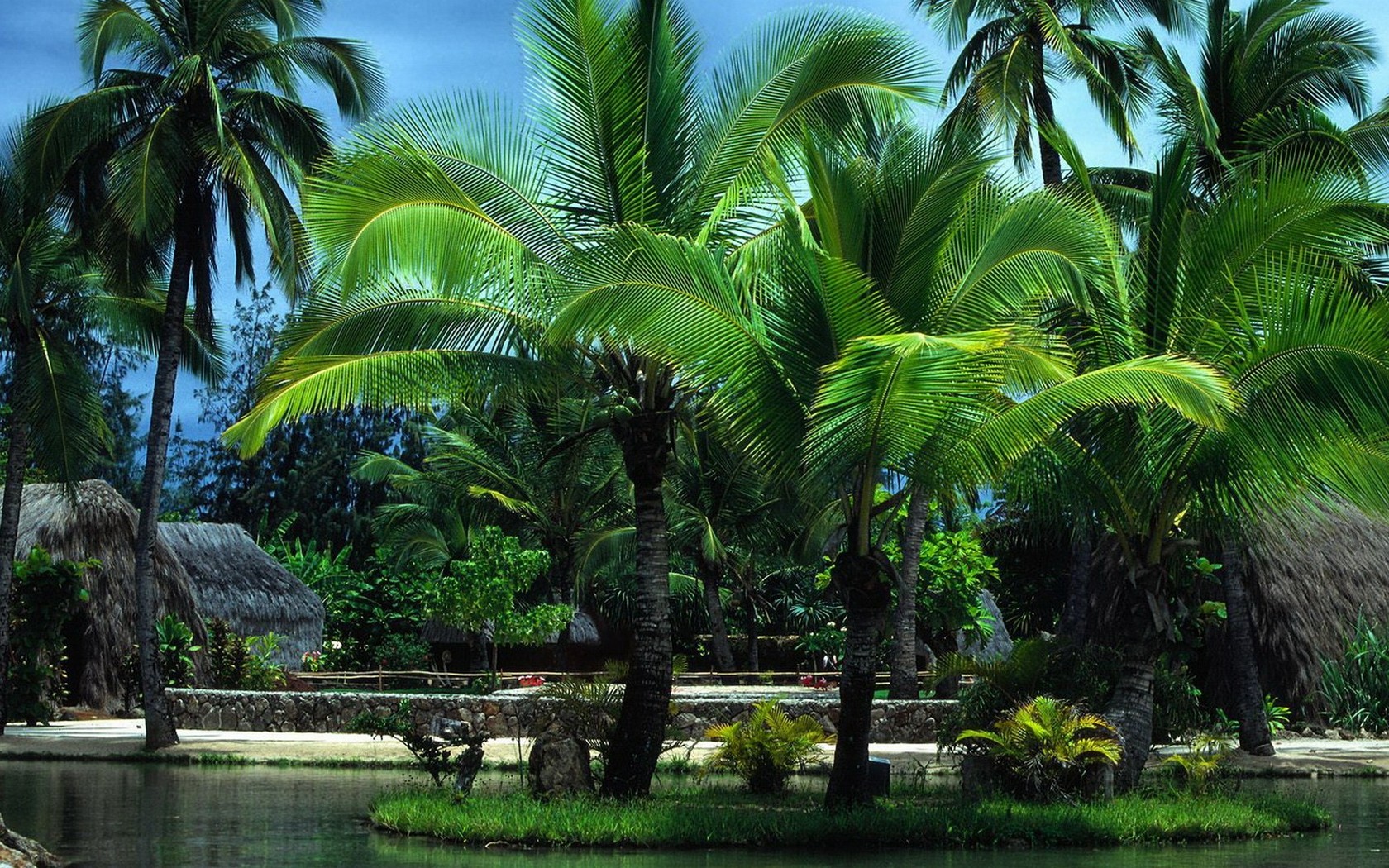 Palm Trees In Oahu Hawaii Wallpaper