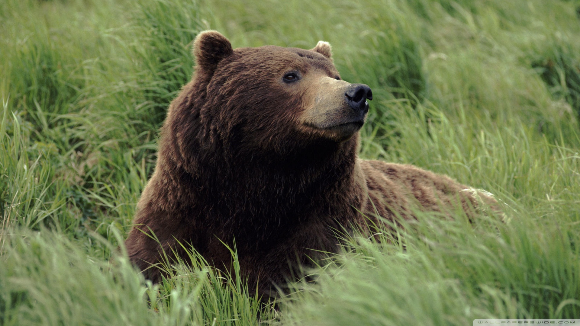 Grizzly Bear Near Mcneil River Alaska Wallpaper
