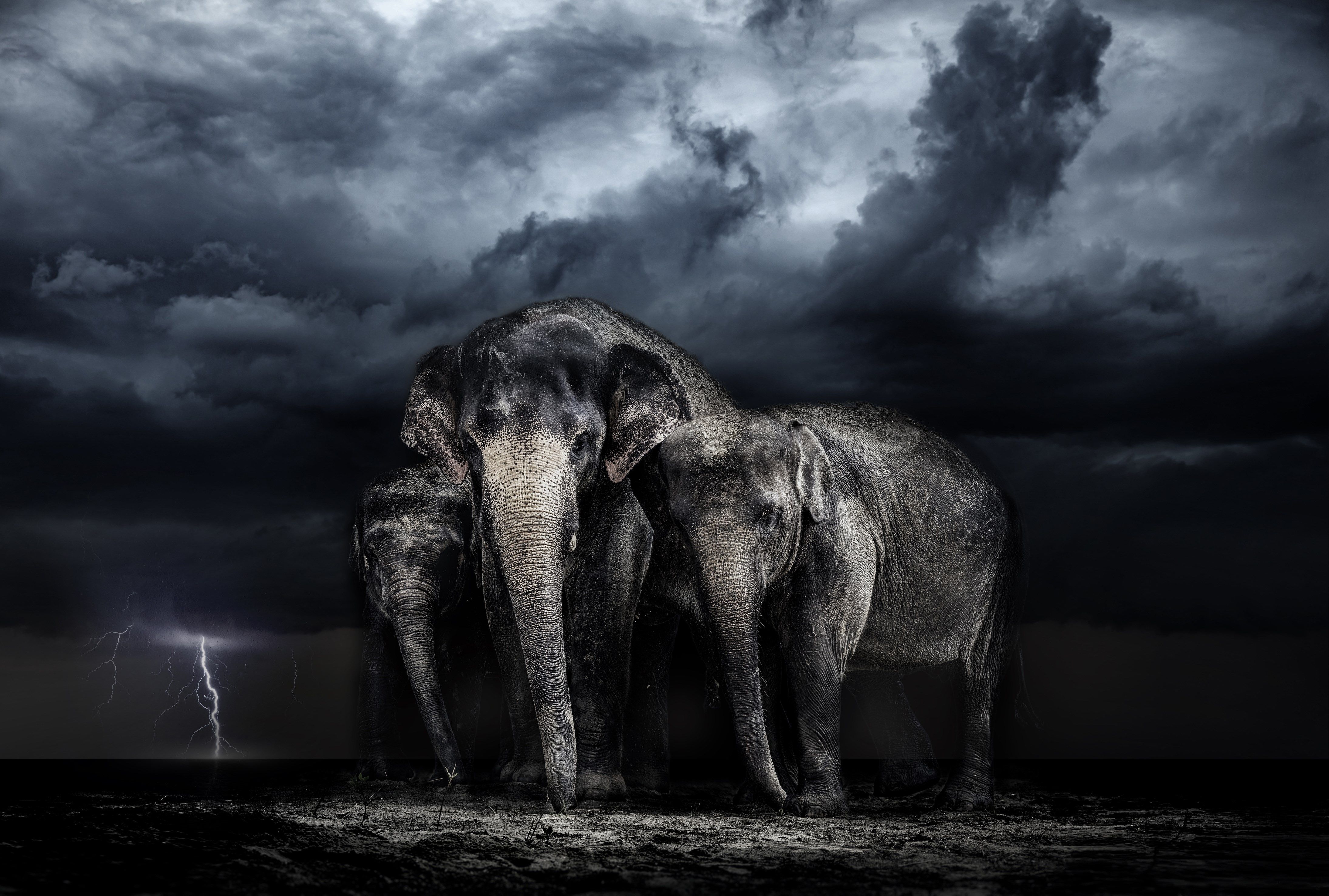 Elephant Wallpaper HD 4k