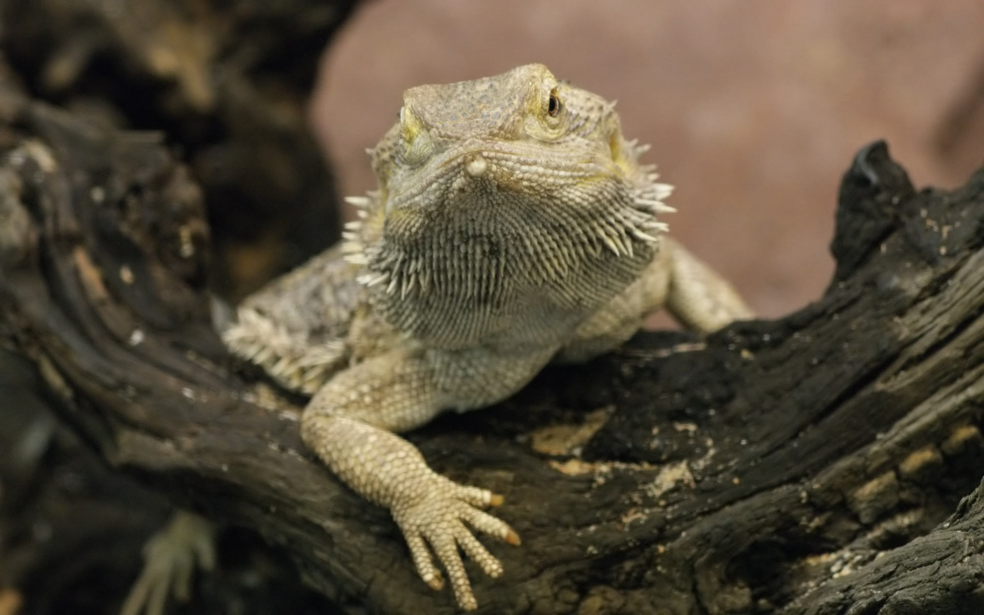 Bearded Dragon Wallpaper HD