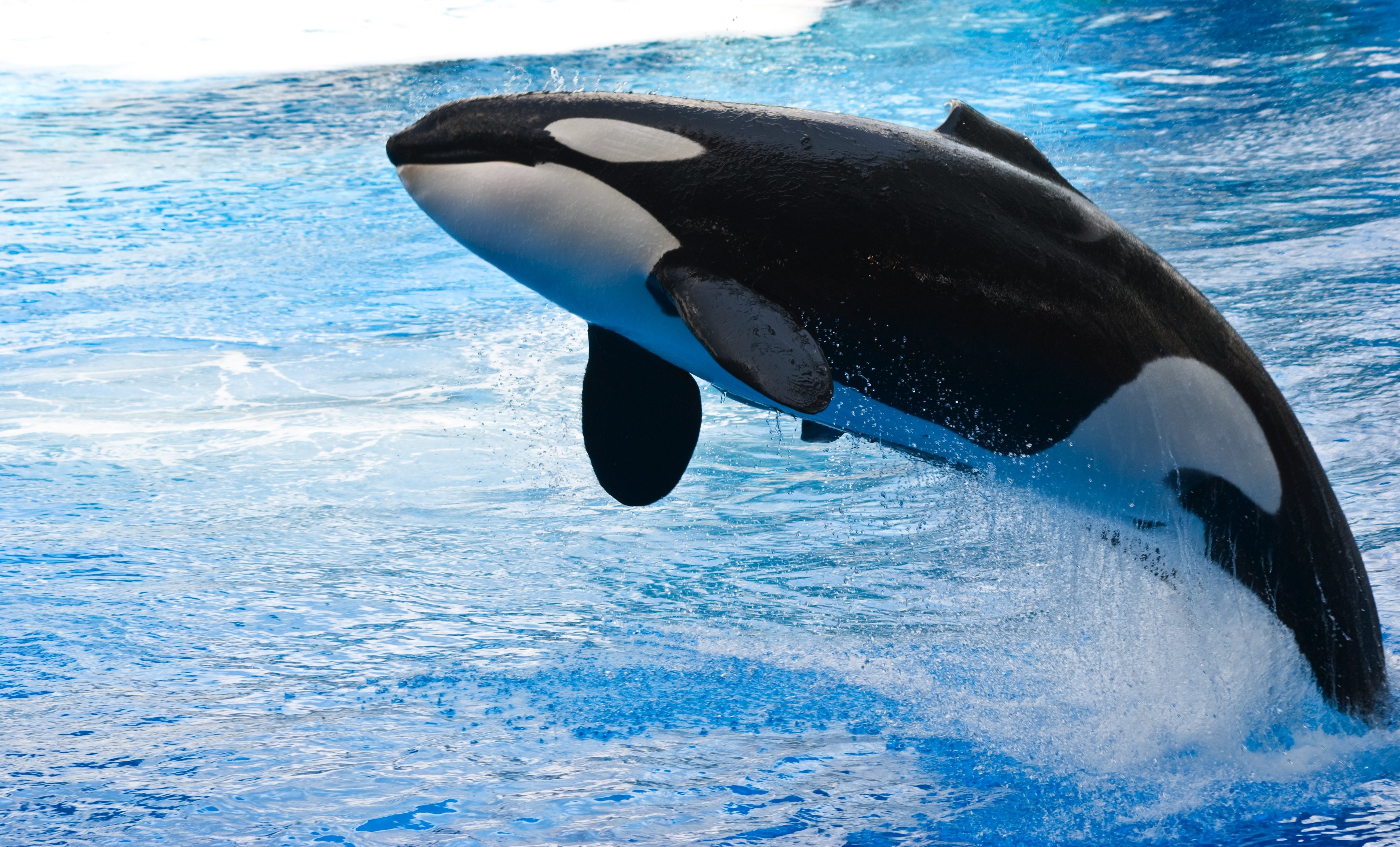 Orca Animals Whale Water Jumping Wallpaper HD