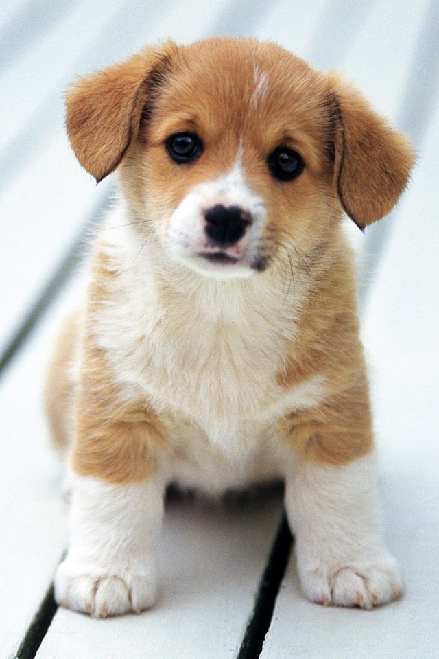 Cute Puppy iPhone Wallpaper Simply Beautiful