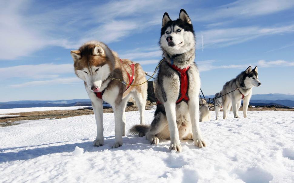 Dog Sledding Snow Sky Cold Wallpaper Animals Better