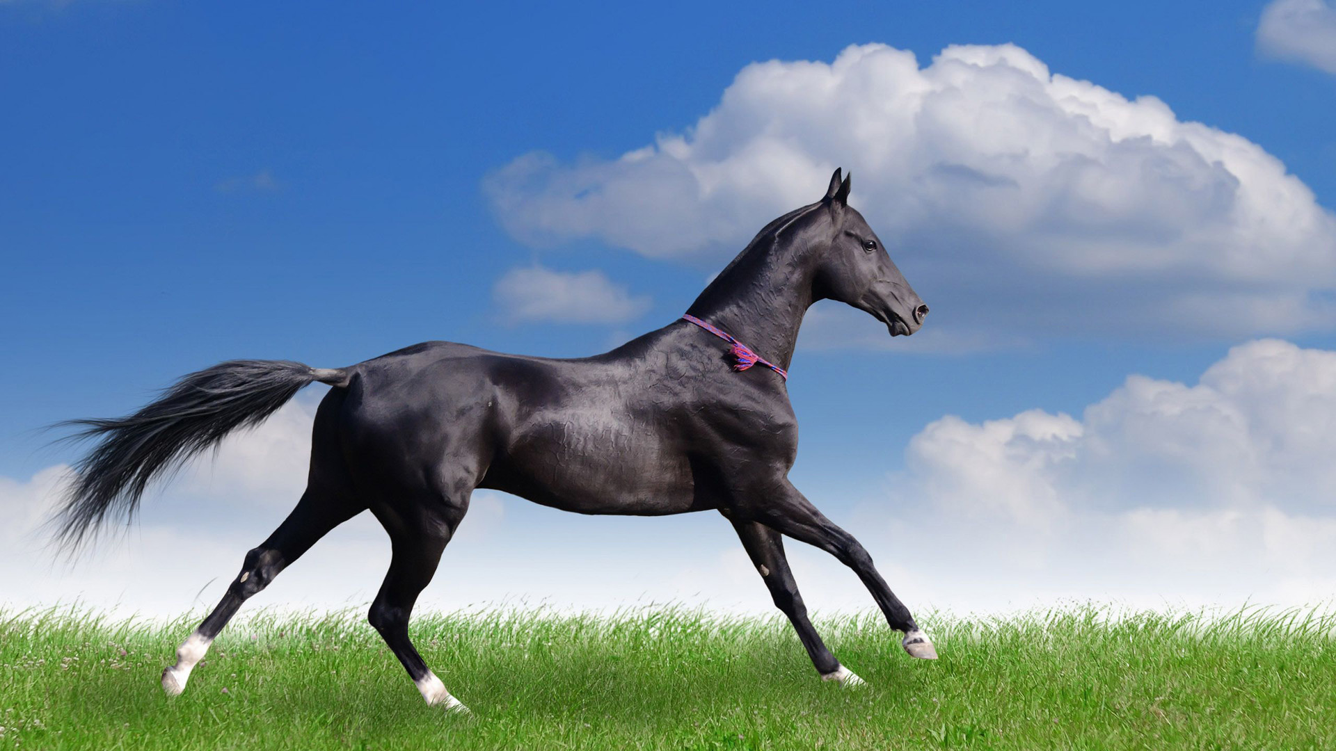 Beautiful Black Horse Running On A Green Meadow HD Wallpaper