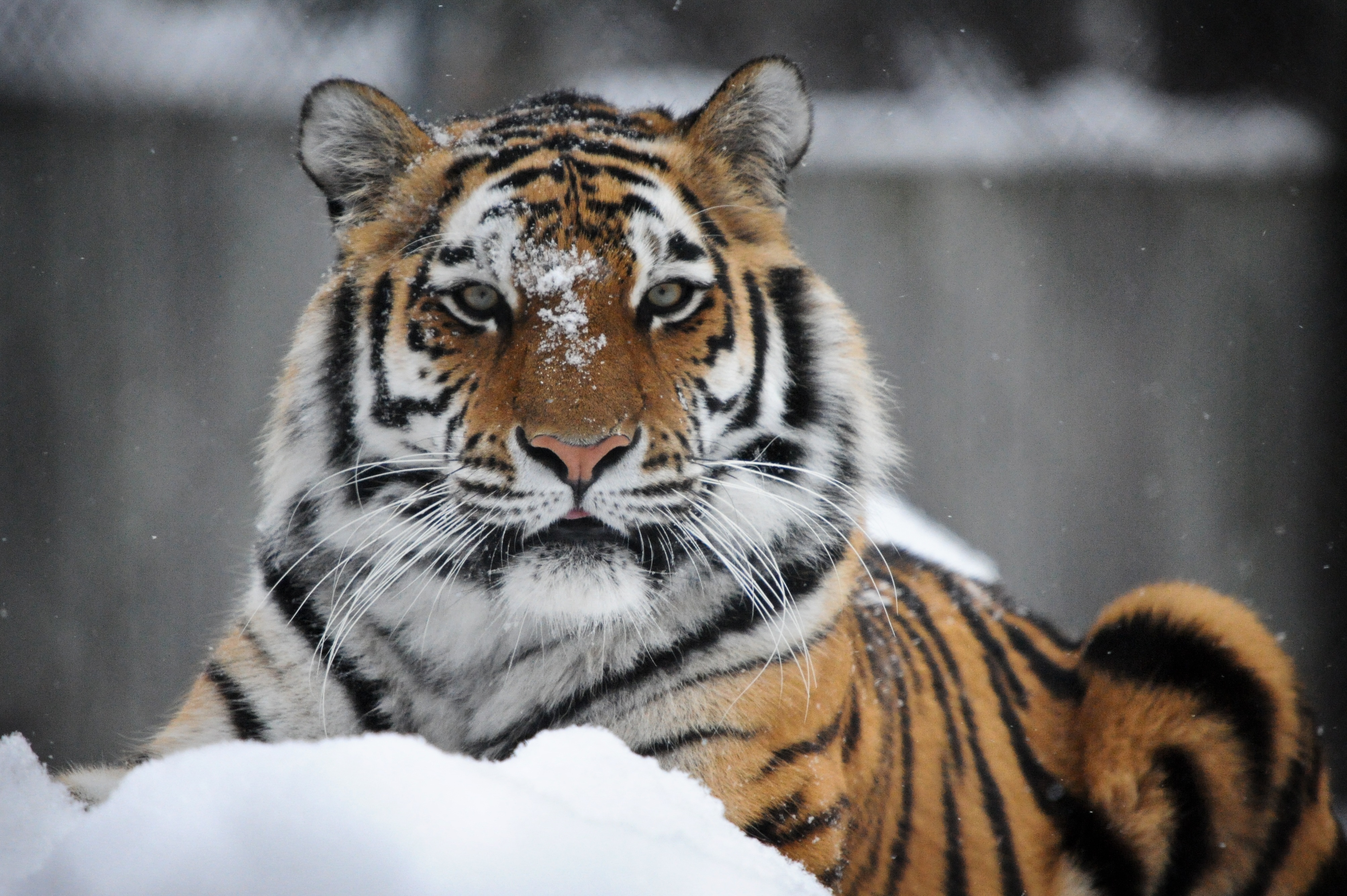 A majestic Siberian tiger resting in the snow, its orange and black stripes contrasting with the white snow. Snowflakes gently fall on its face and fur