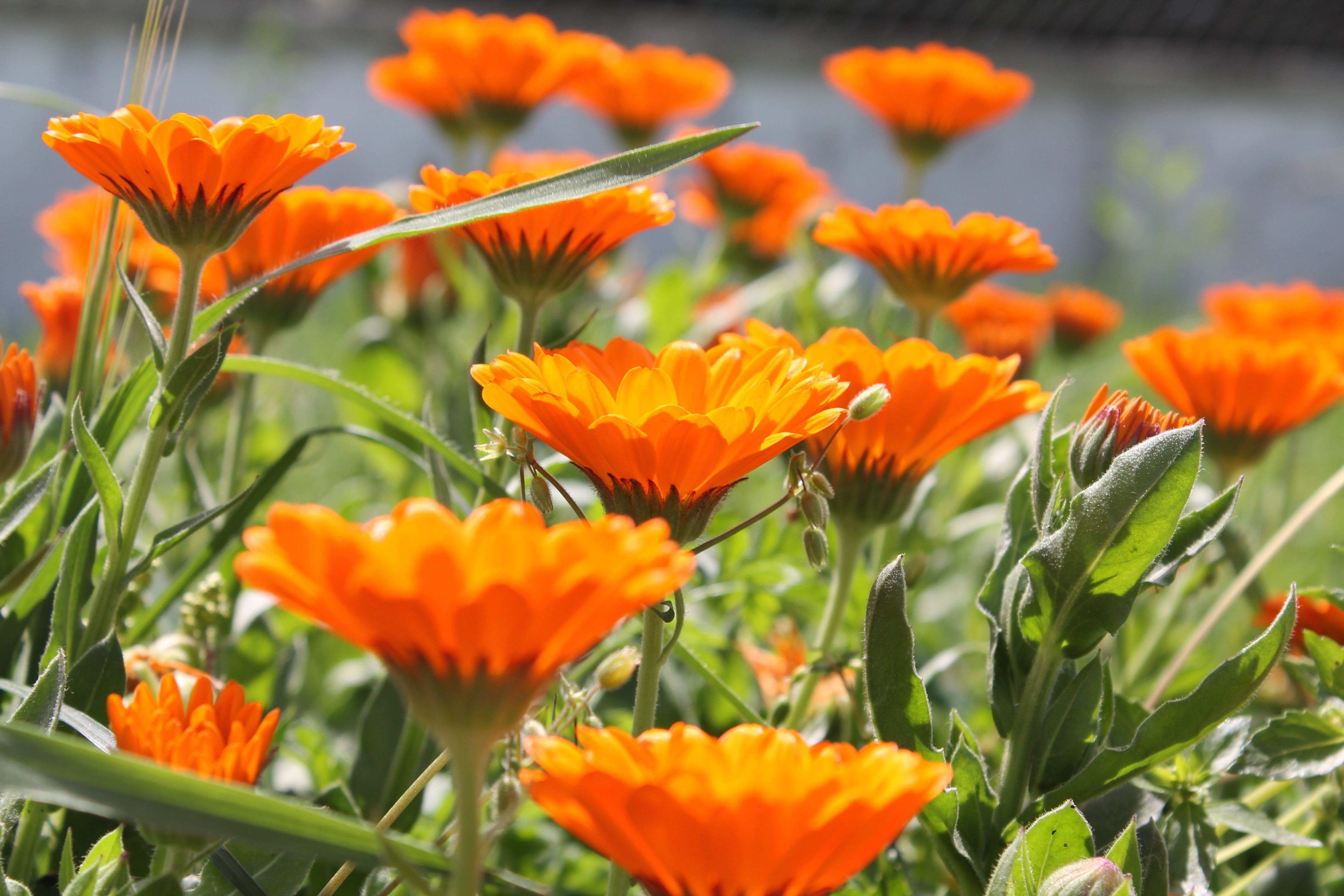 Nature Orange Flowers Wallpaper HD