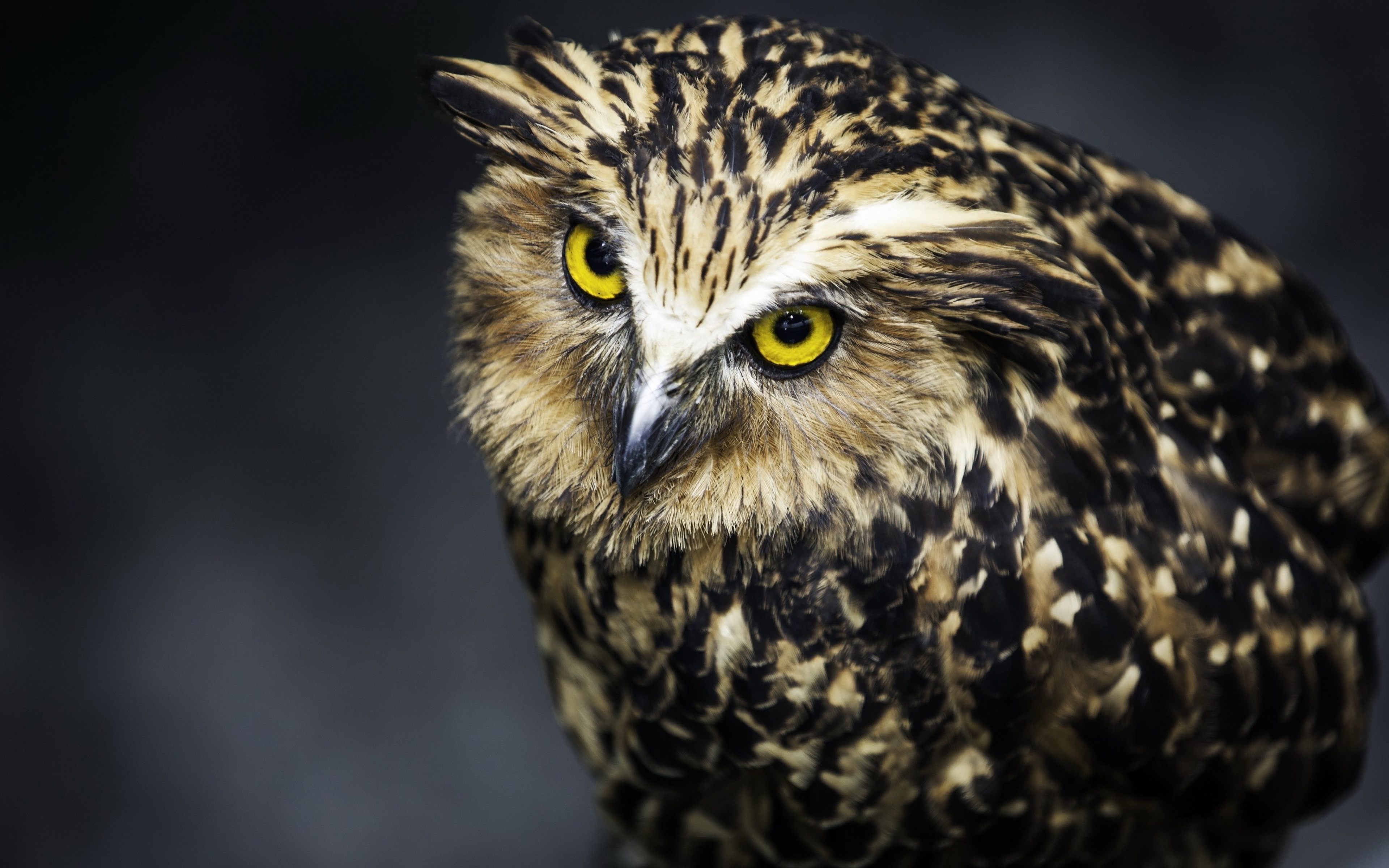 Download 3840x2400 Owl Face Feathers Eyes Predator Bird Wallpaper 3840x2400