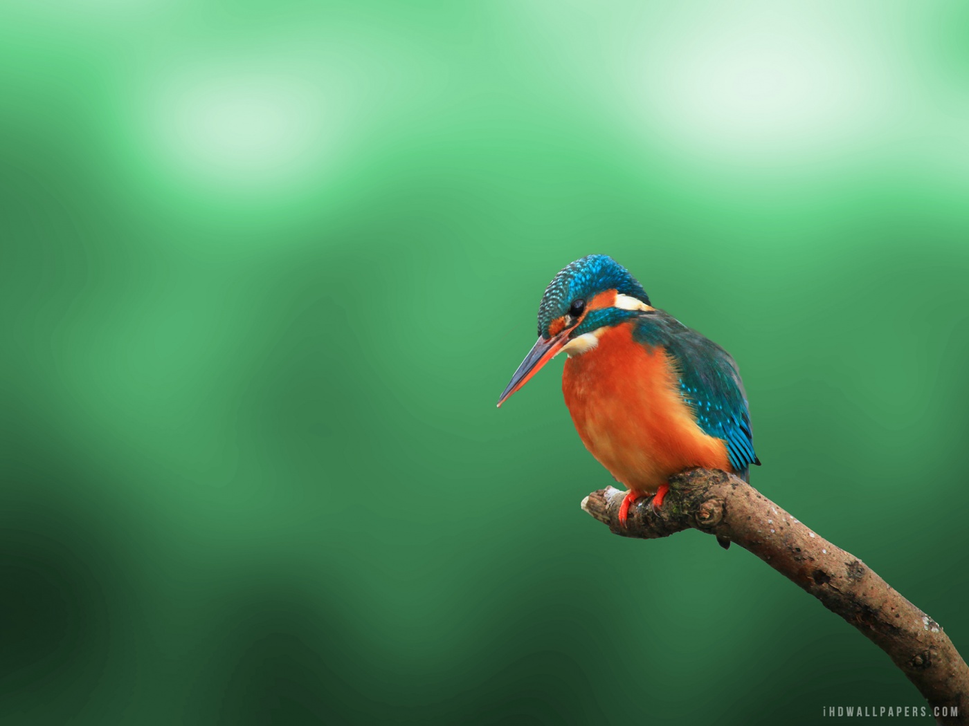 Kingfisher HD Wallpaper IHD