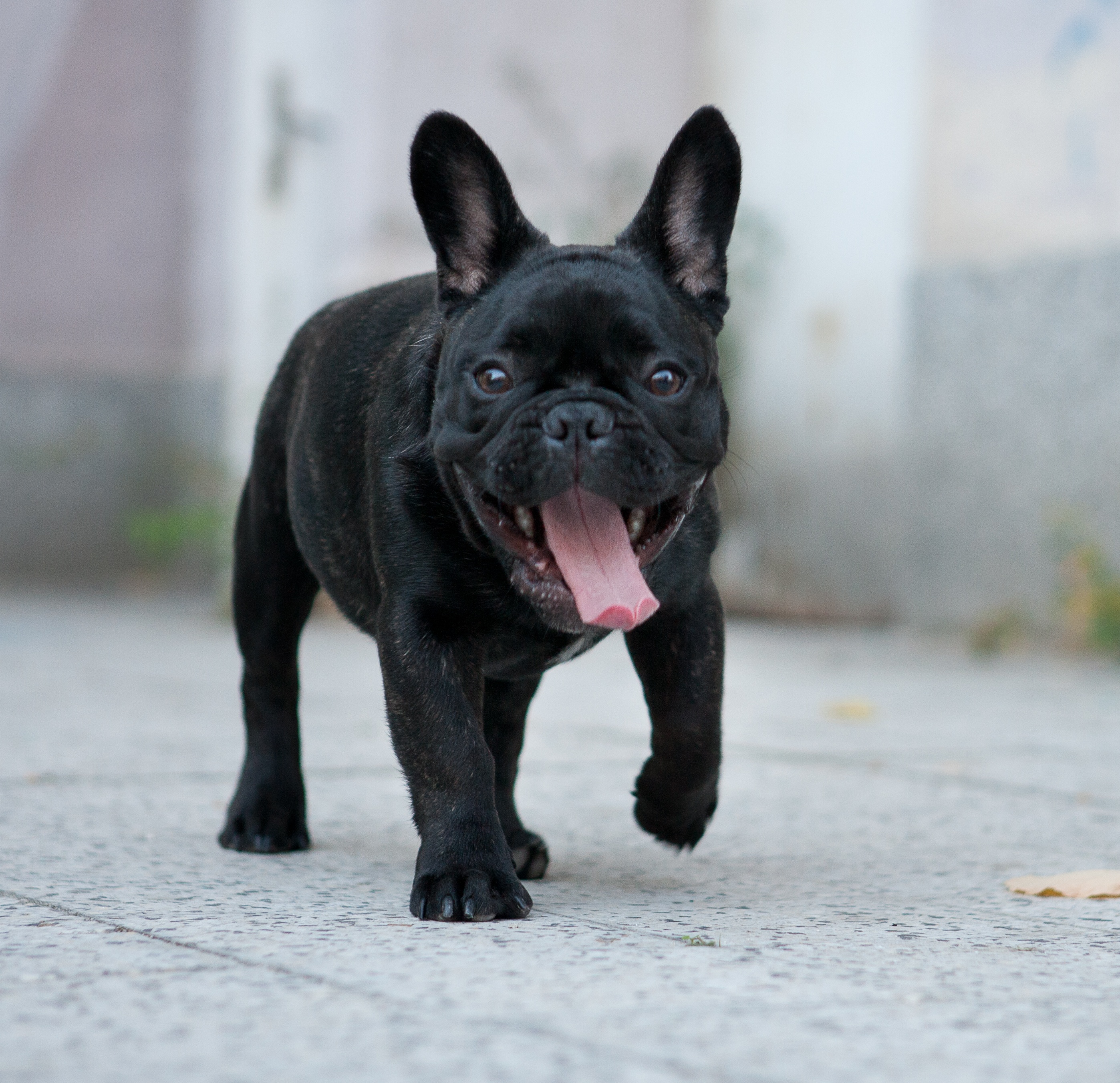 Free download French Bulldogs wallpaper 31097 [1680x1050] for your ...