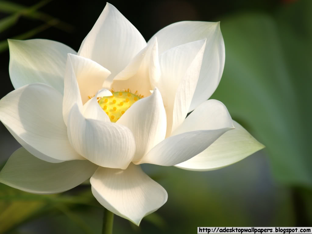 Lotus Flower Desktop Wallpaper A