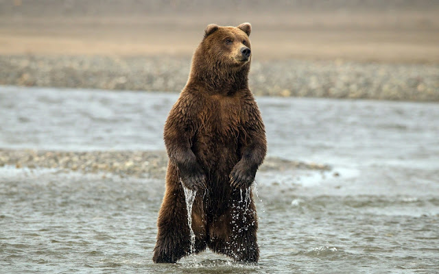 Background Of A Big Bear Standing Up In The River HD Wallpaper