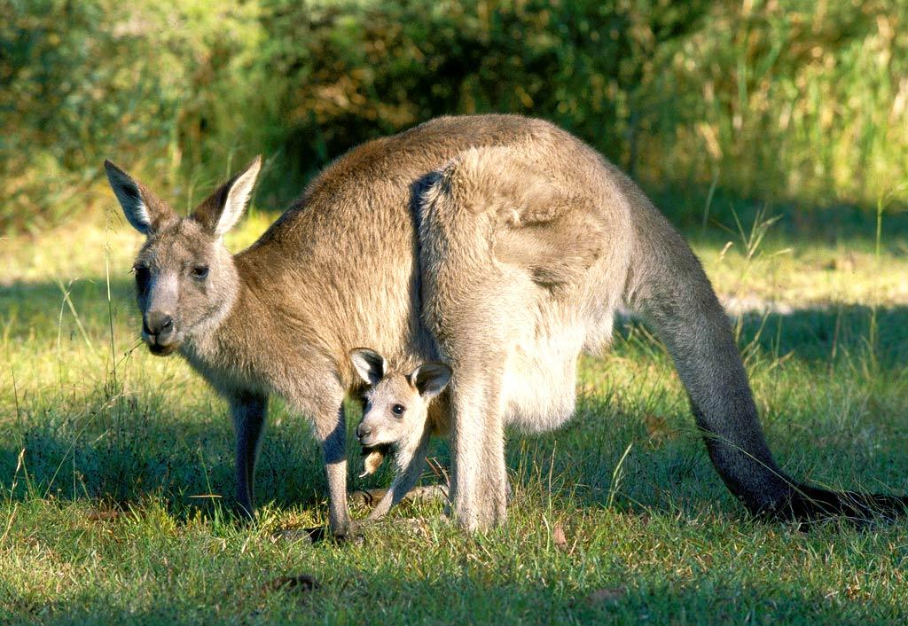 Kangaroo Wallpaper Pets Cute And Docile