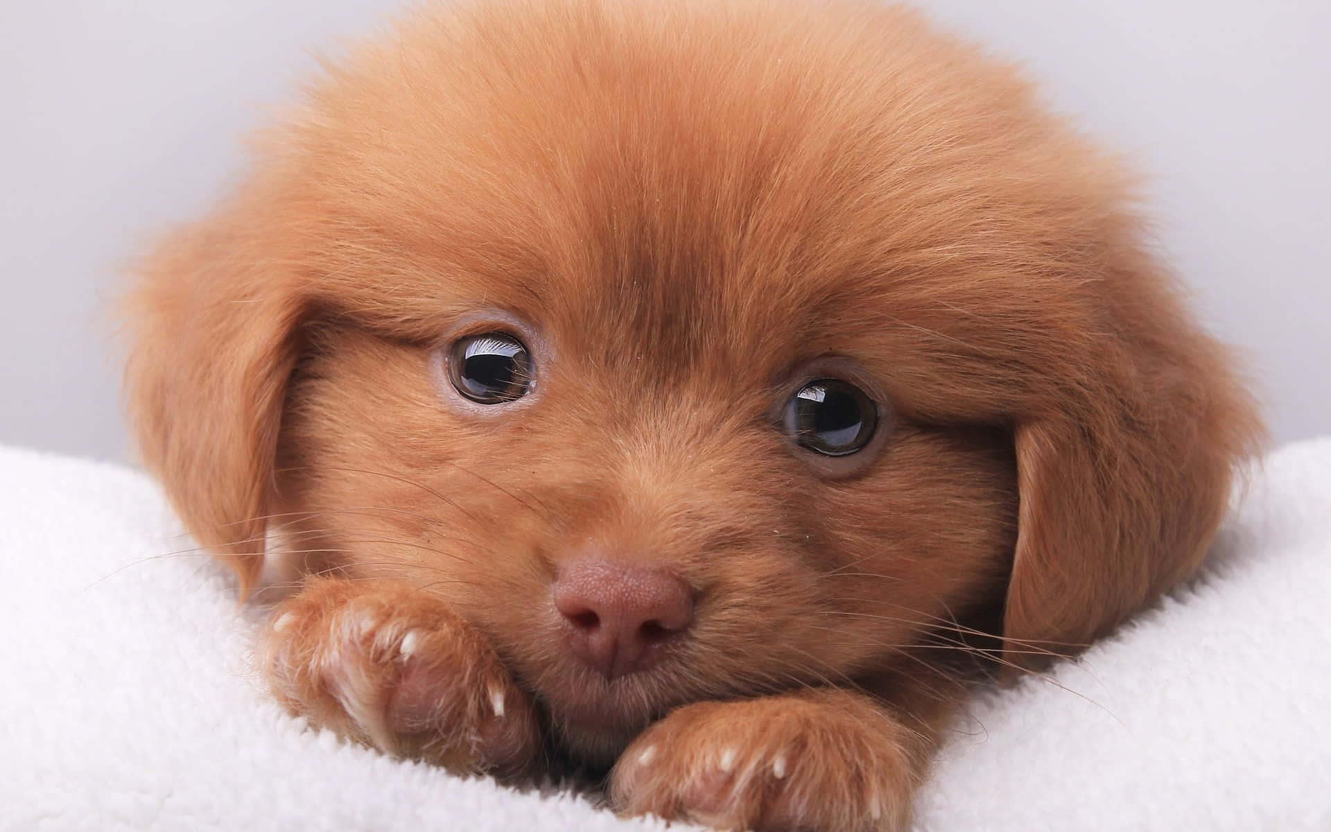 Cute Little Puppies Wallpaper
