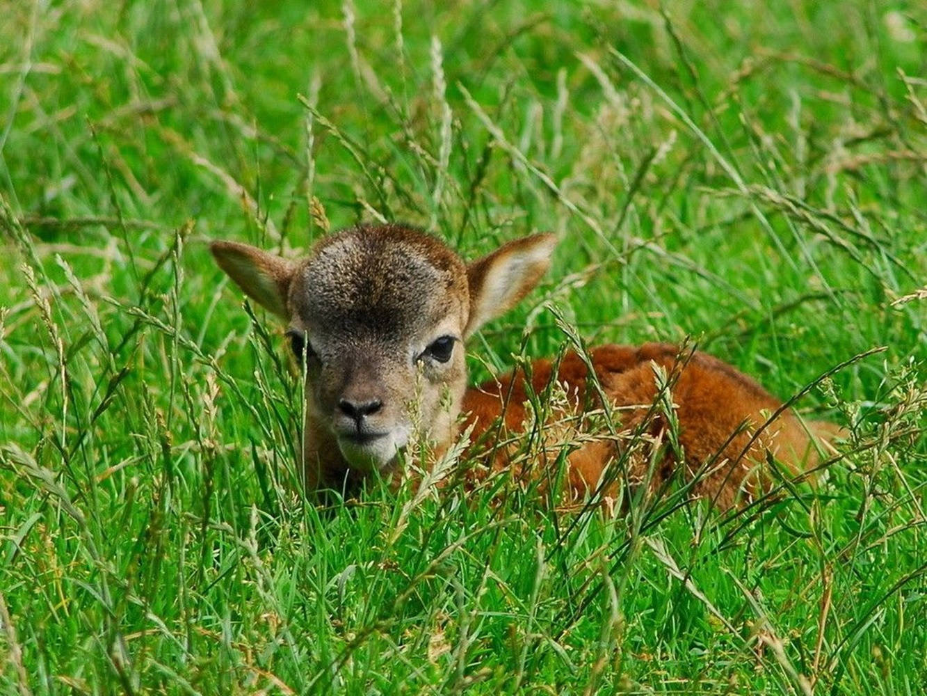 Lamb Brown On Grass Field Lajp1zz380obfhhu Wallpaper