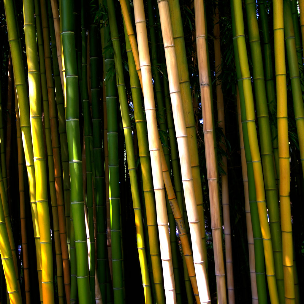 Bamboos By Mark Sebastian iPad Wallpaper
