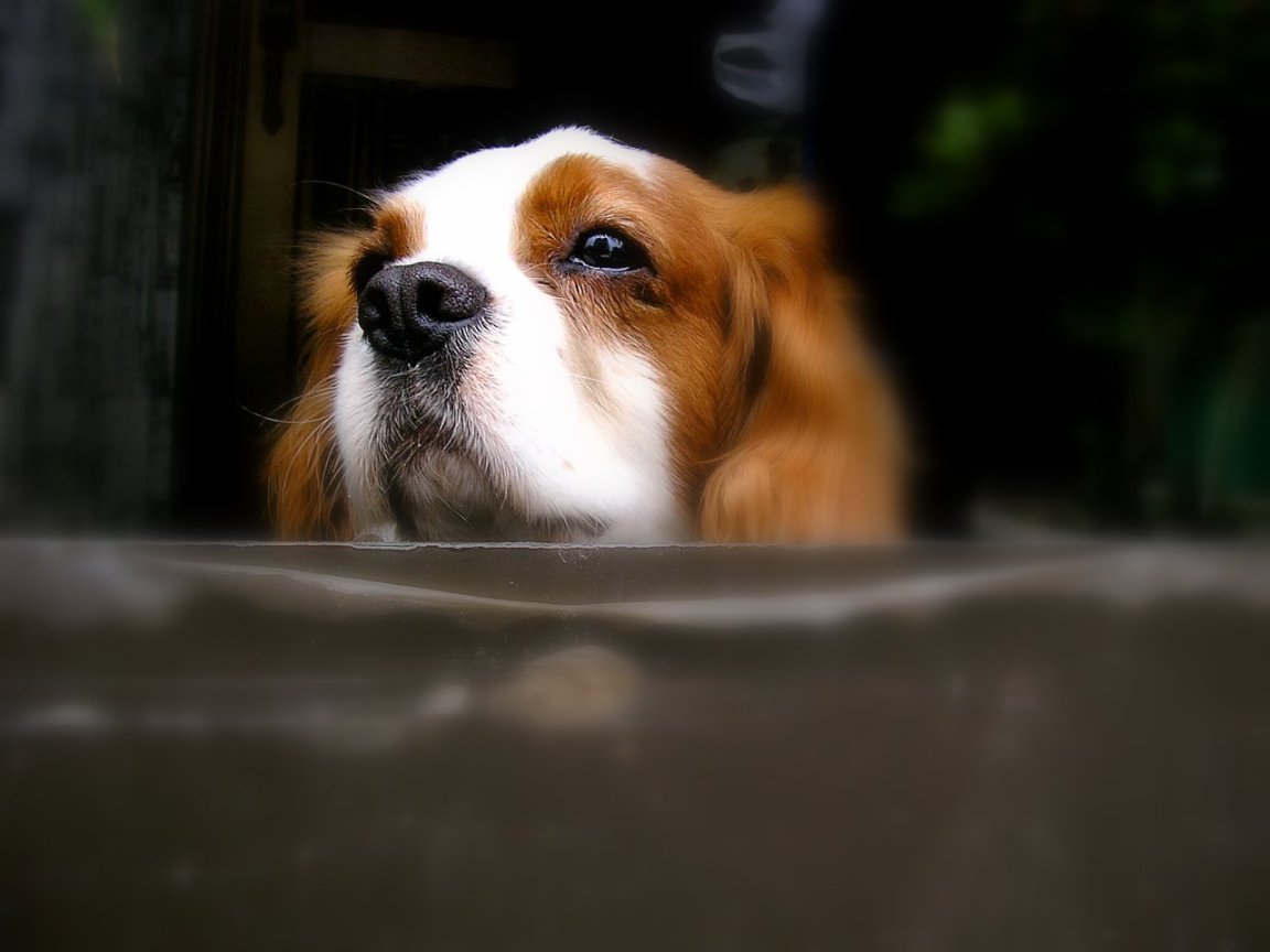 Cavalier King Charles Spaniel Wallpaper Pictures Breed Information