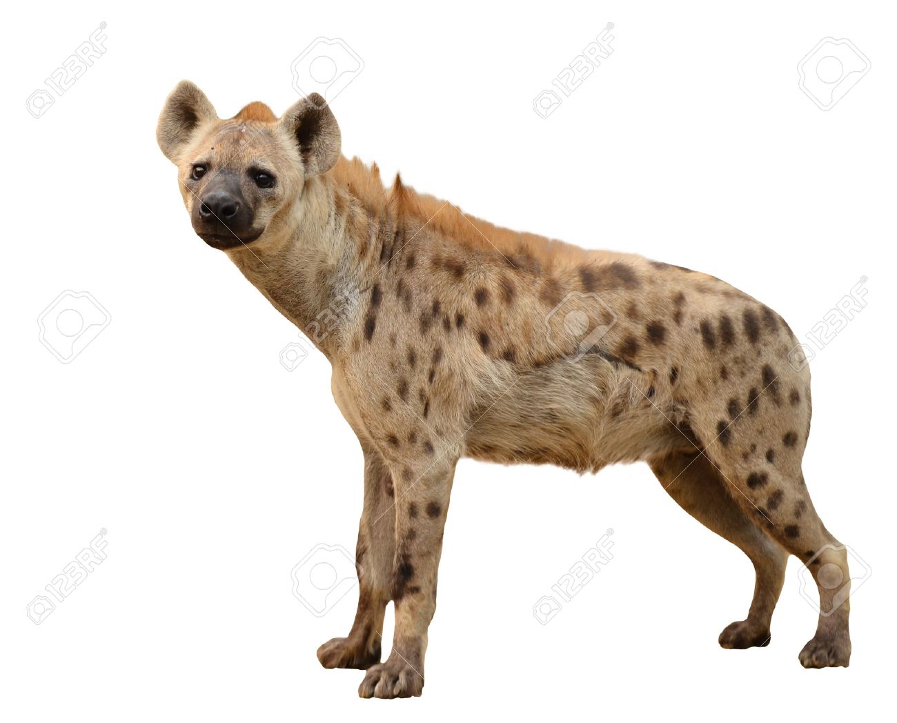 Spotted Hyena Isolated On White Background Stock Photo Picture