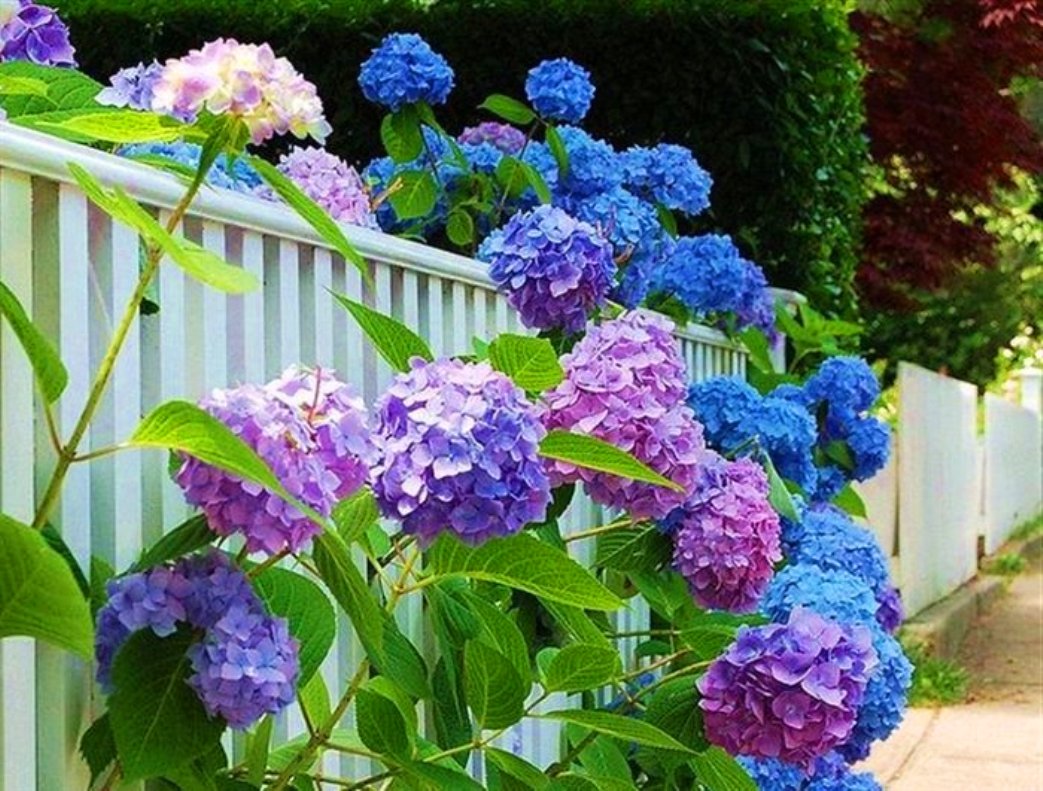 Hydrangea Background Related Keywords Suggestions