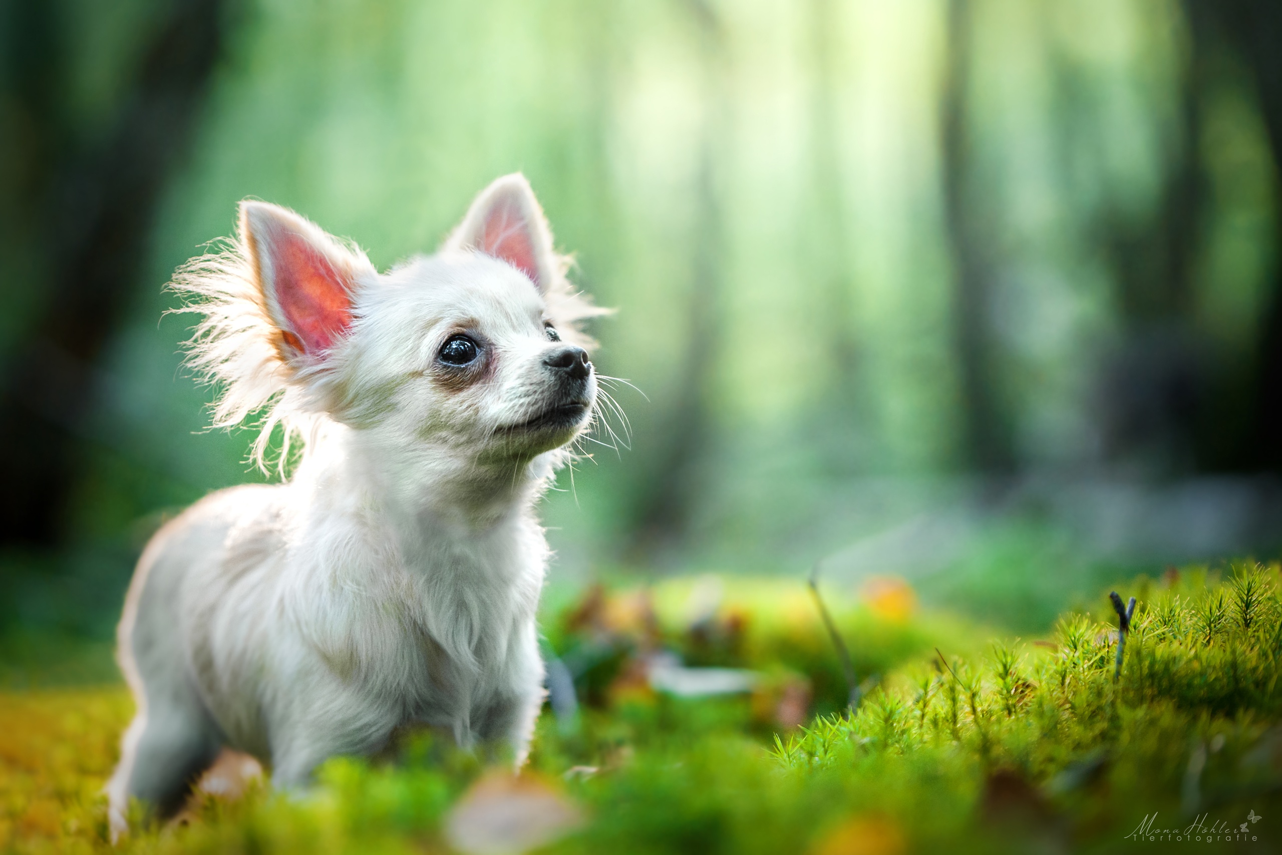 Dog Animal Chihuahua HD Wallpaper