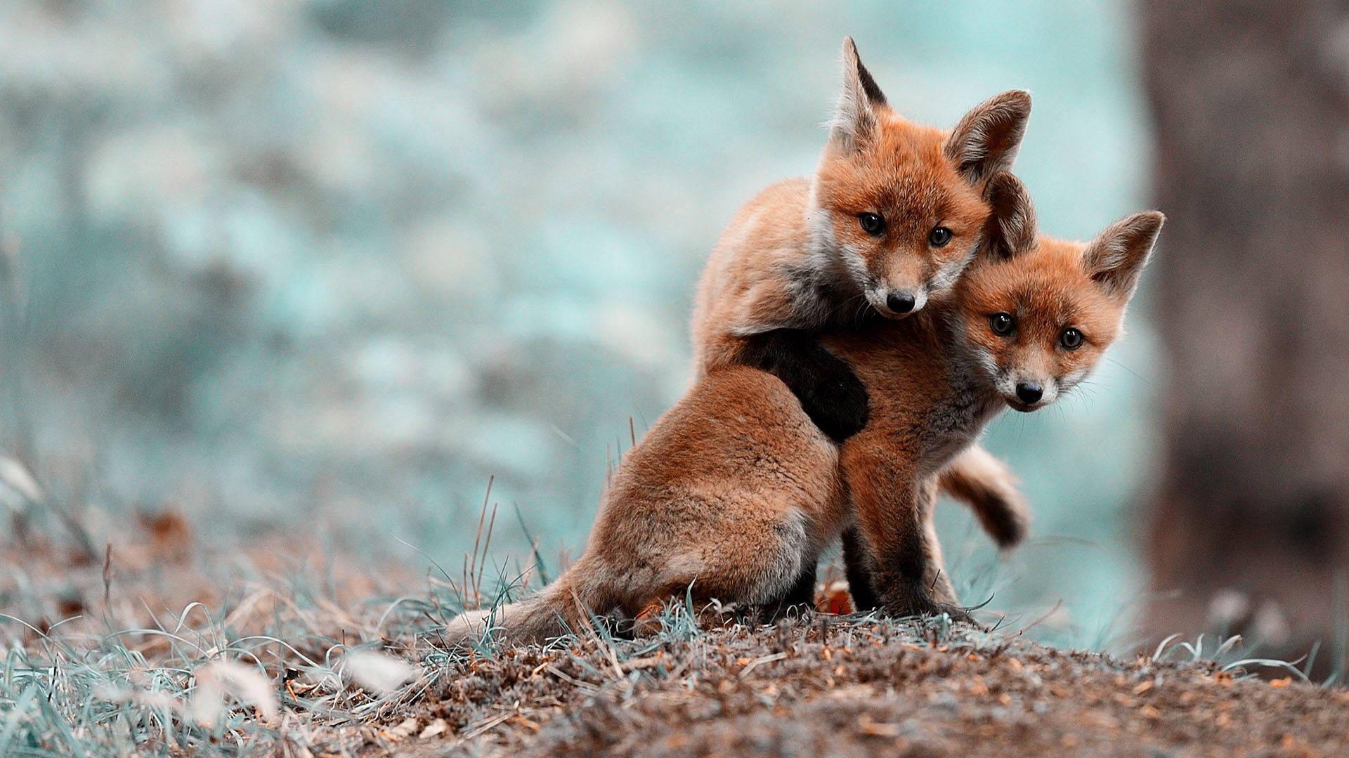 Cute Baby Fox Animal Wallpaper