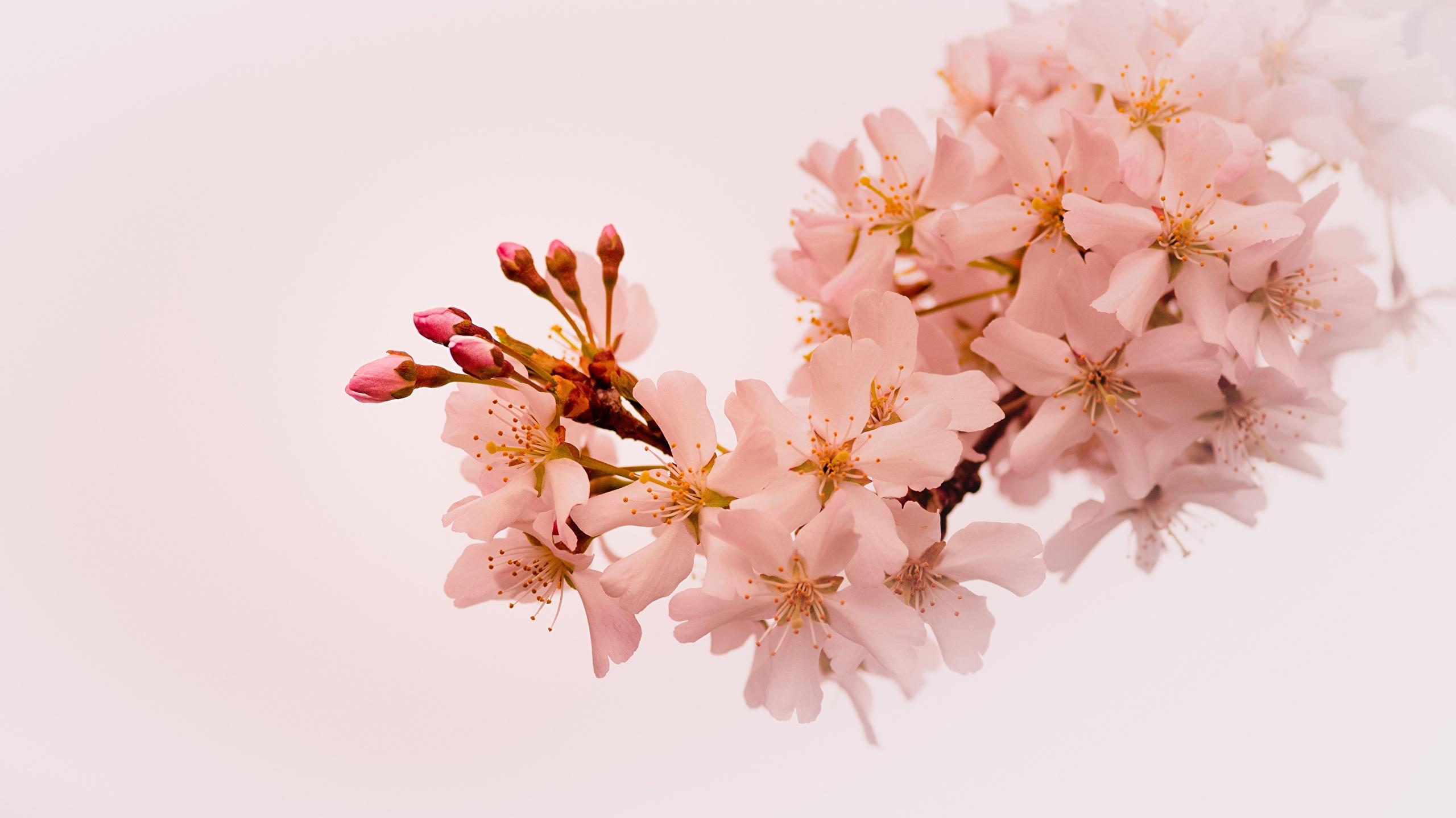 Desktop Wallpaper Sakura Spring Nature Branches Flowering