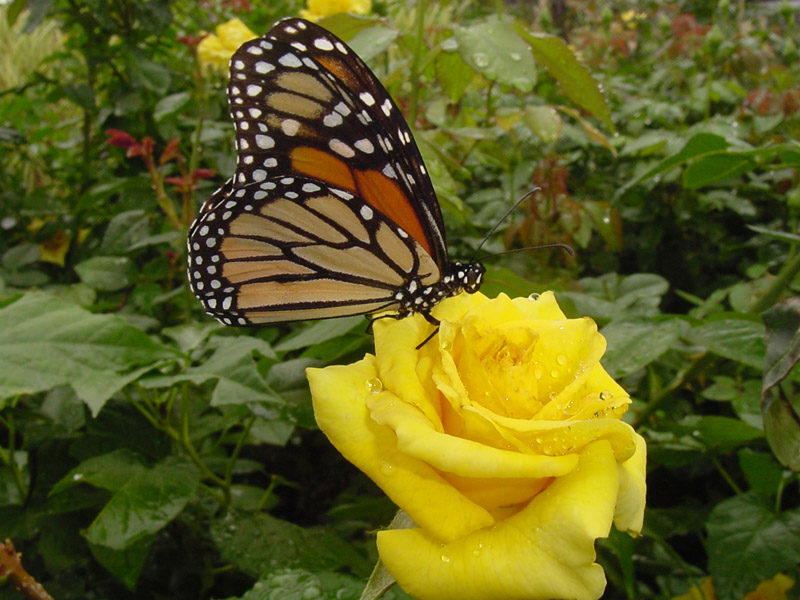 Yellow Rose Pictures Picture Pic