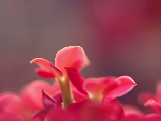 Flowers Pink Small On Fuzzy Background Wallpaper World