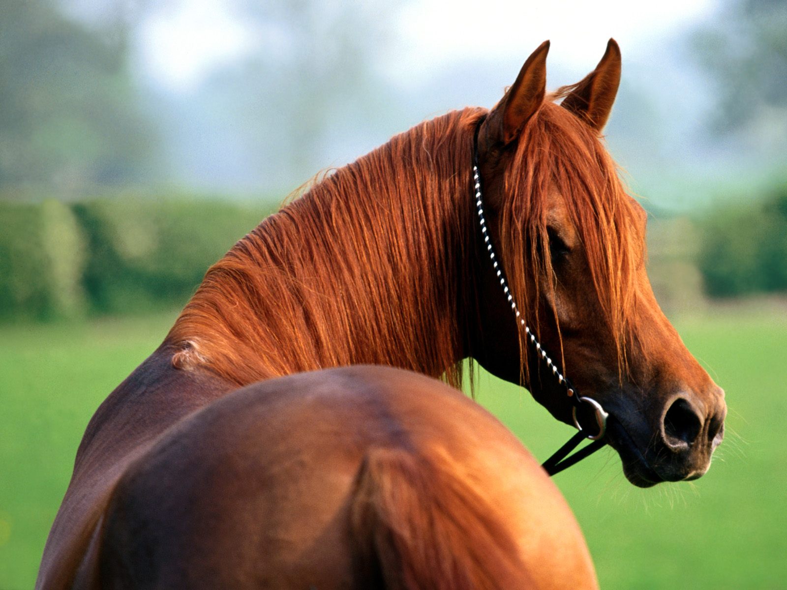 The Cat Horses Wallpaper For Desktop Background