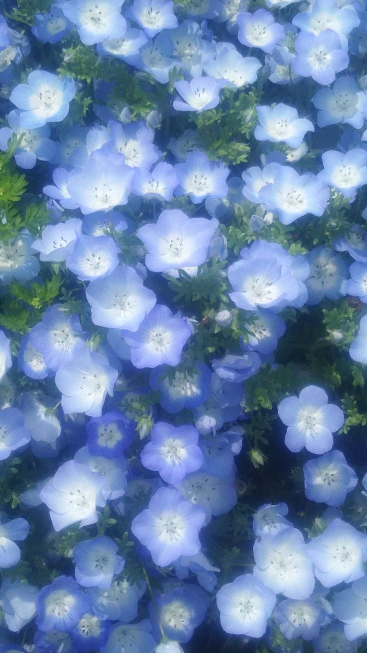 Glitch On Flowers In Wallpaper