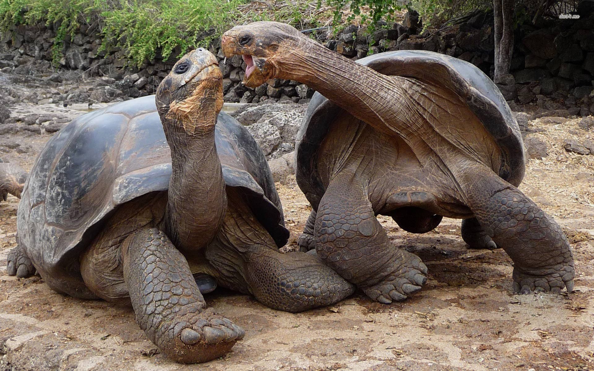 Aldabra Giant Tortoise Wallpaper Animal