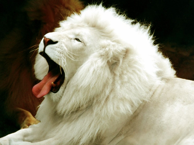 Wallpaper White Lion Desktop