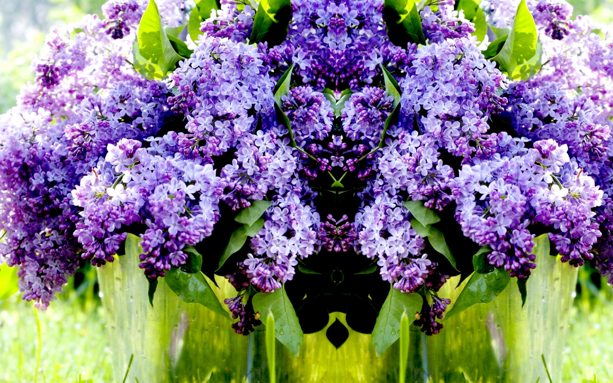 Lilac Wallpapers High Quality Download Free