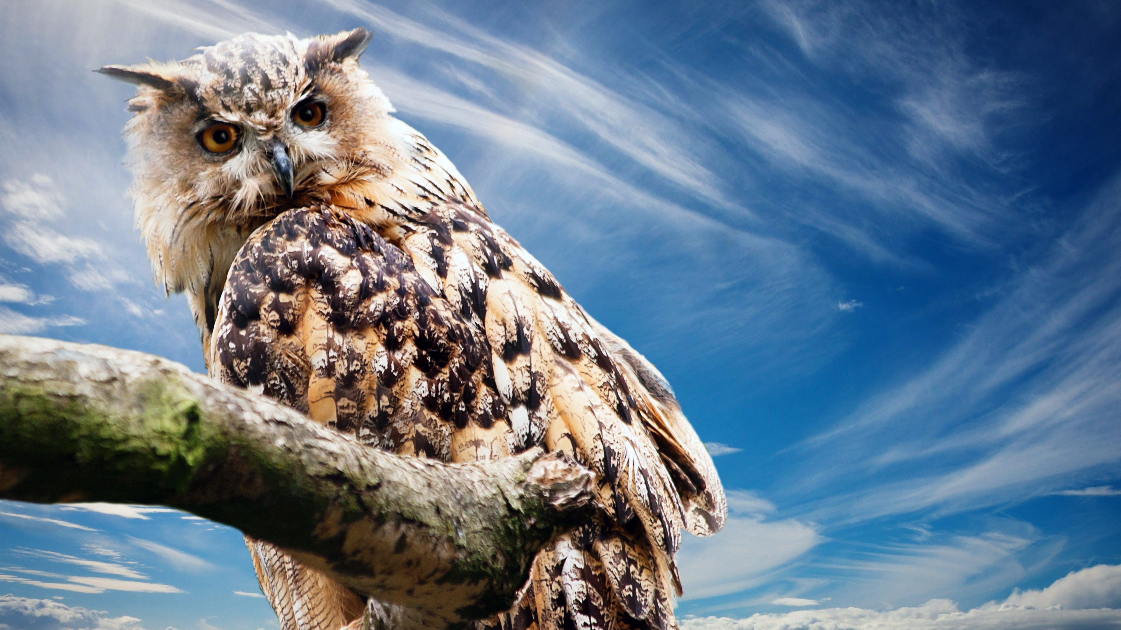 Owl Wallpapers HD Wallpapers