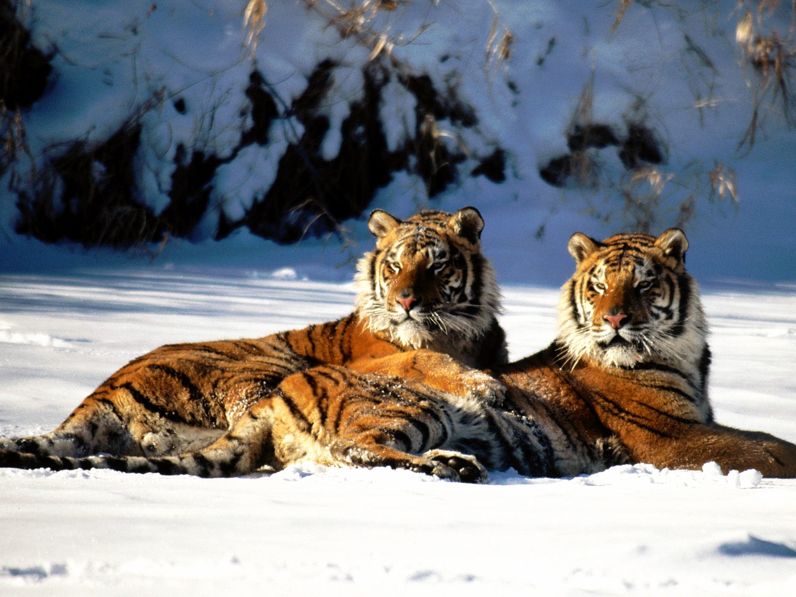 download 1600x1200 two tiger show love wallpaper